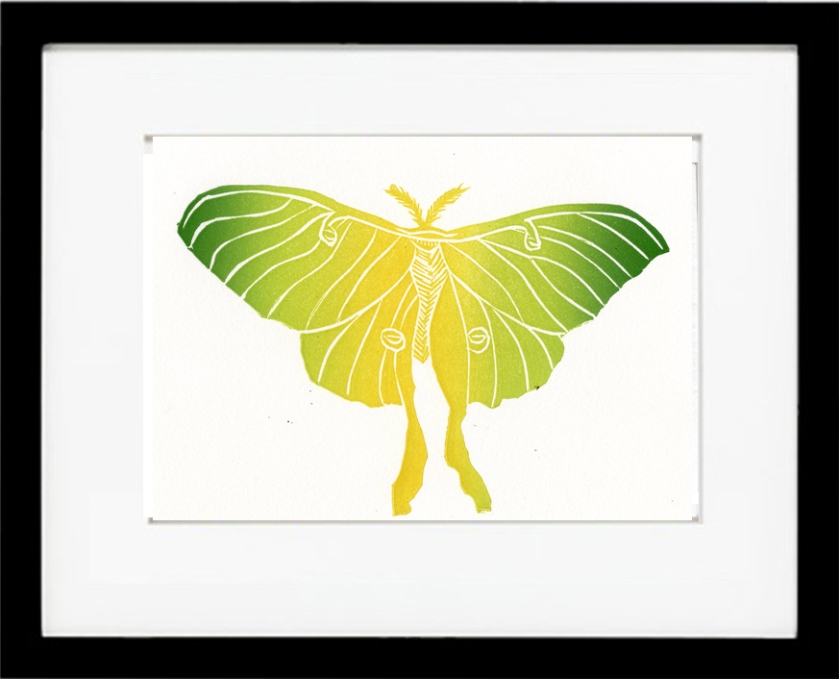 Framed Luna Moth
