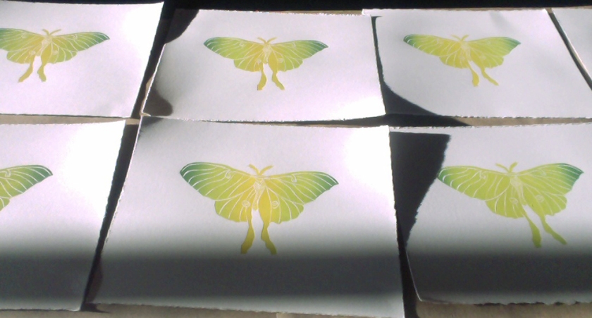 Luna moth print drying