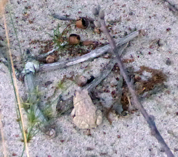 Hilary_Lorenz_CScape_Dune_Shack_beach_toad