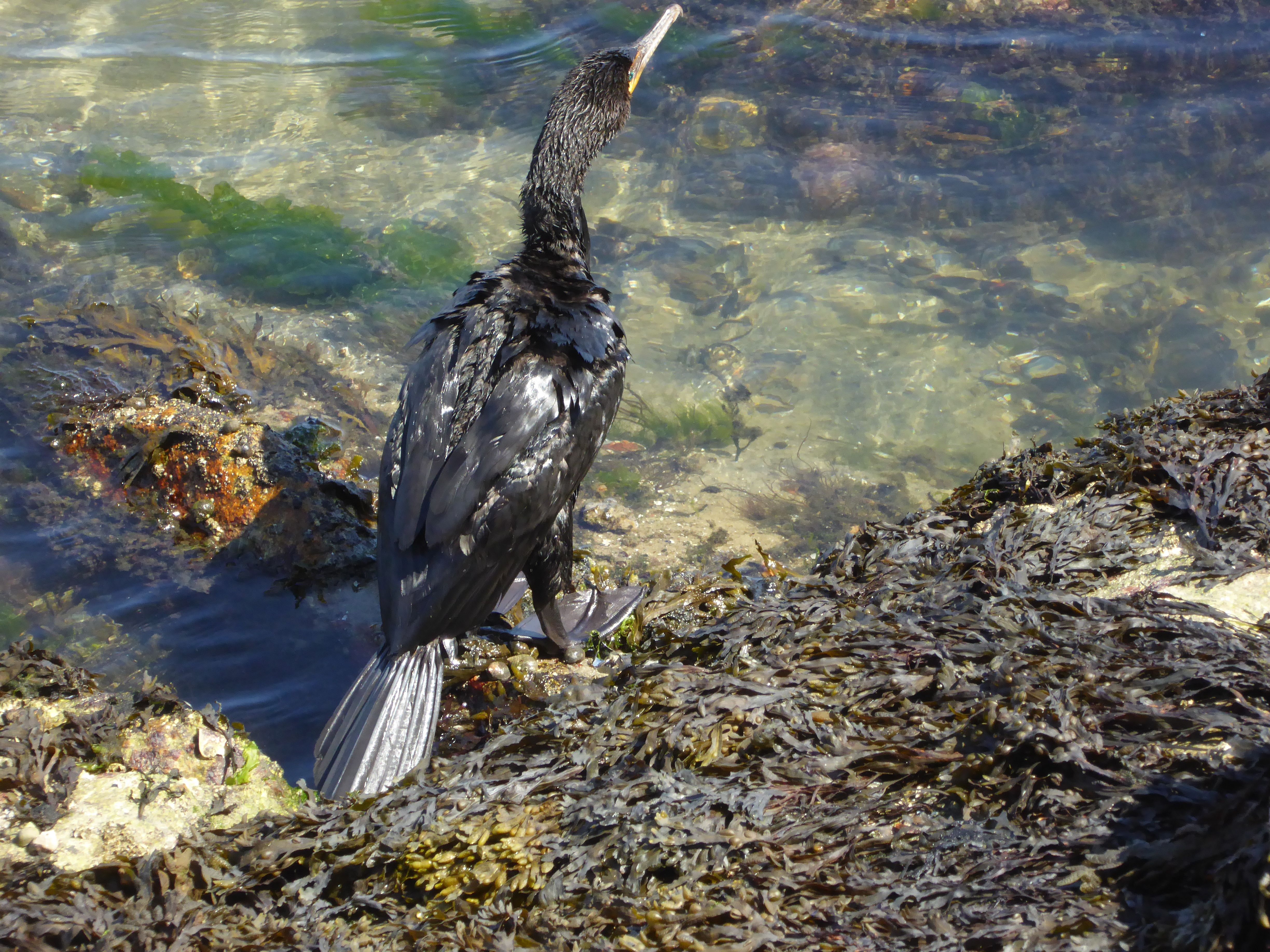 Hilary_lorenz_Cscape_dune_shack_Ptown_cormorant