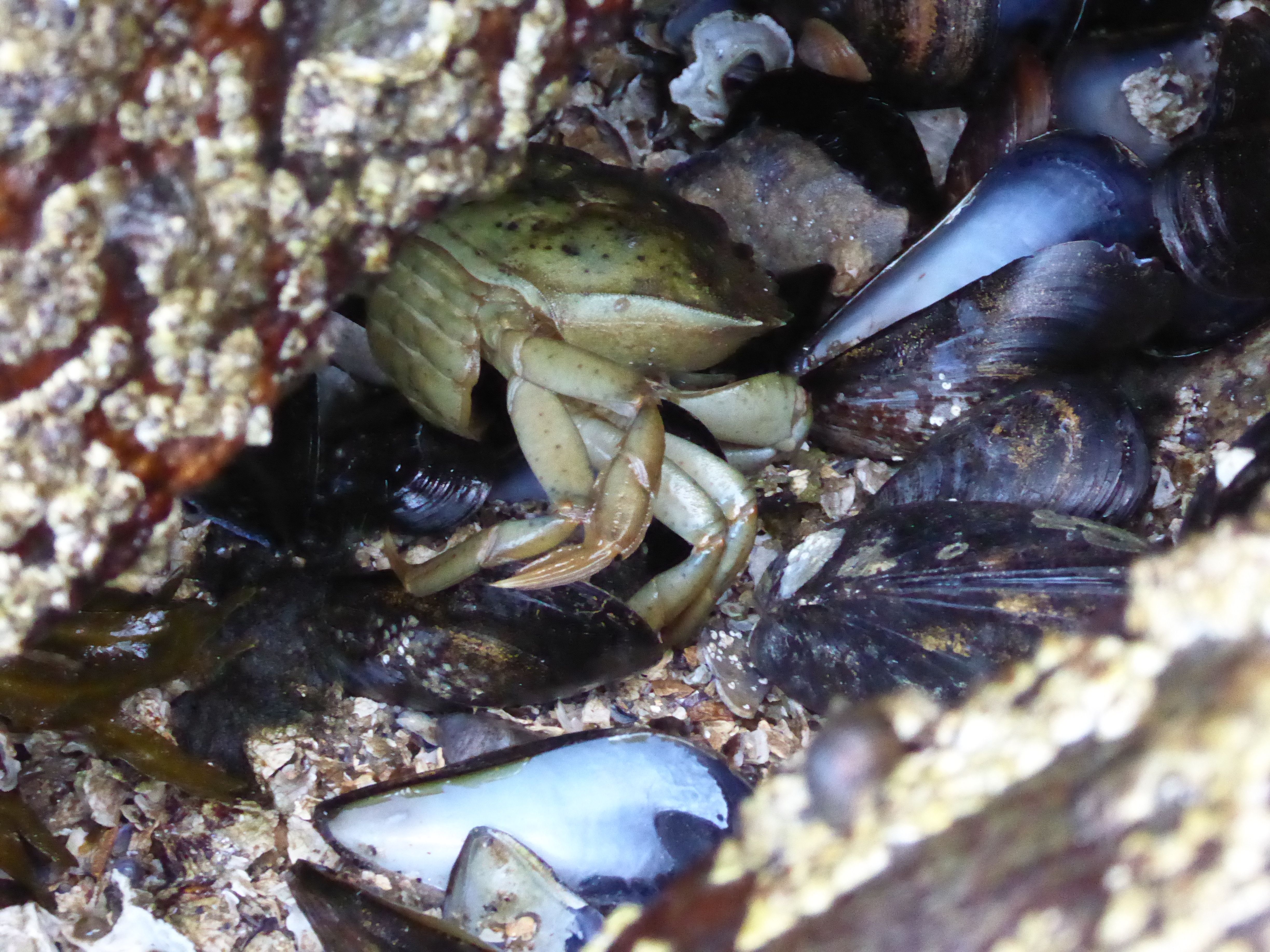 Hilary_lorenz_Cscape_dune_shack_Ptown_crab
