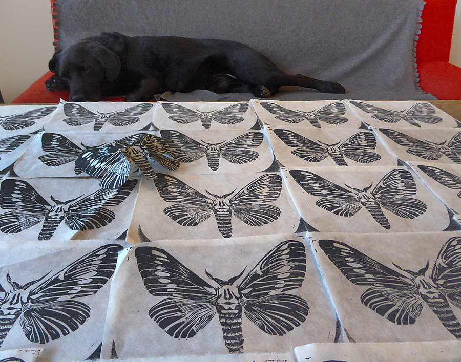 conrad_moth_project_lorenz