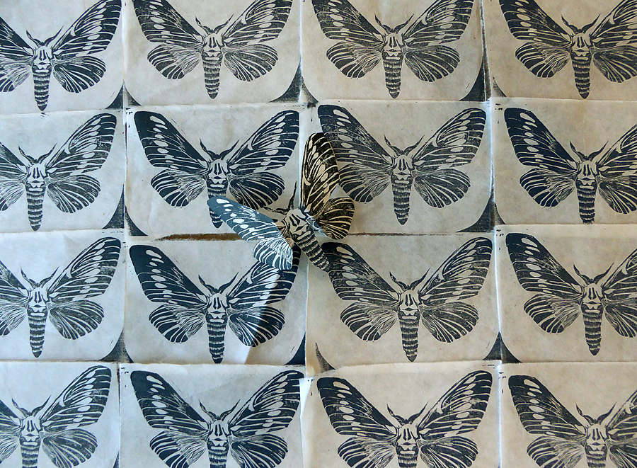 table_of_moths_lorenz